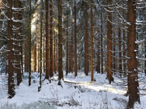 Los rayos de sol entre los pinos cubiertos de nieve