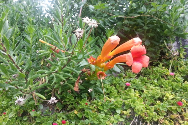 Trompetas de color naranja entre varias plantas