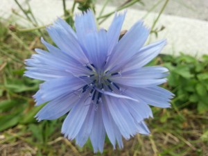 Gran flor de color lila
