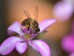 Una abeja sobre los pétalos rosas de una flor