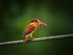 Colorido pájaro con una lagartija en el pico