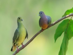 Dos palomas de distinto color sobre una rama