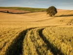 Campo sembrado con trigo
