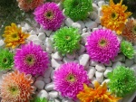 Flores de varios colores entre guijarros