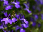 Flores púrpura en la planta