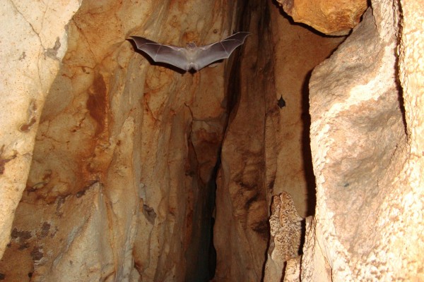 Murciélago con las alas desplegadas dentro de la cueva