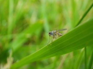 Una mosca peluda sobre una larga hoja