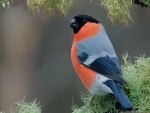 Un bonito pájaro naranja y negro