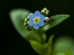Una flor con seis pequeños pétalos azules
