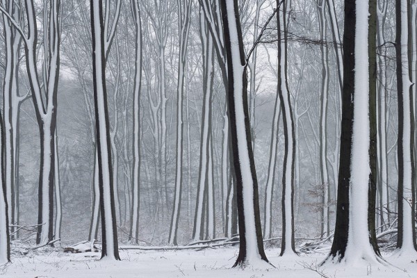 Nieve sobre los troncos de los árboles