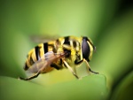 Una gran abeja sobre una hoja