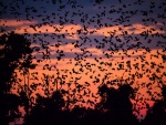 Cielo cubierto de murciélagos