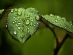 Gotas de lluvia sobre las hojas verdes