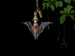 Un murciélago comiendo el néctar de una flor