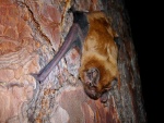 Un murciélago agarrado al tronco de un árbol