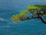 Un árbol próximo al mar