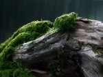 Musgo verde sobre un tronco caído