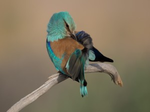 Pájaro con un bello y colorido plumaje