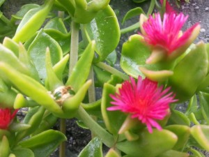 Delicada planta con flores fucsias