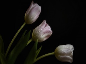 Tulipanes de color rosa y blanco con gotas de rocío