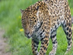 Un impresionante jaguar caminando en la hierba