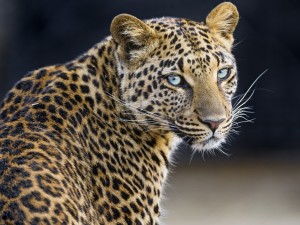 Postal: Un leopardo mirando atentamente