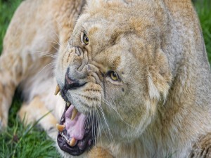 Una gran leona mostrando los dientes