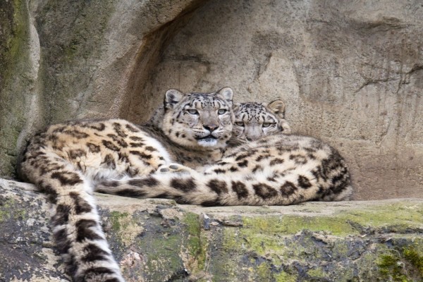 Leopardos de las nieves descansando sobre las rocas