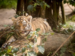 Un joven tigre mordiendo una rama