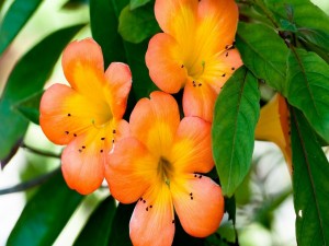 Flores con pétalos naranjas en una planta