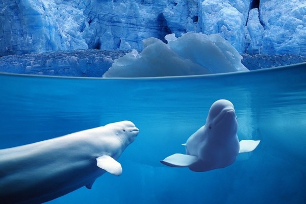 Bellas belugas bajo el agua