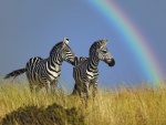Dos cebras y un arco iris