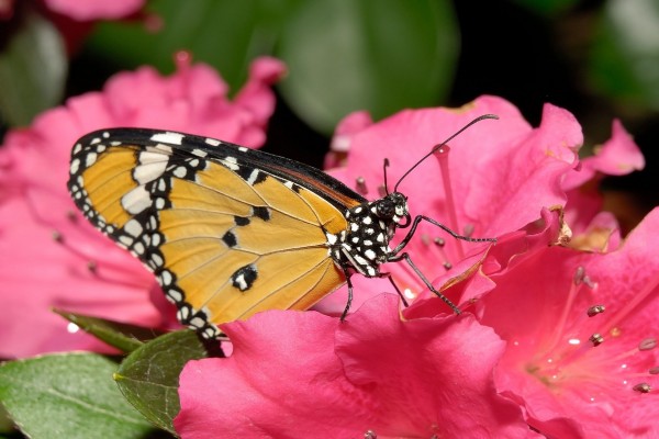 Una maravillosa mariposa posada en una flor