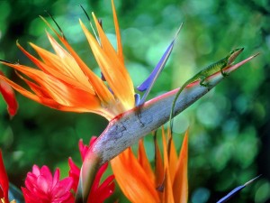 Una lagartija sobre una bella flor ave del paraíso