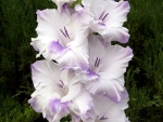 Hermosos gladiolos de color blanco con manchas lilas