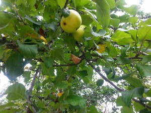 Manzanas en el árbol