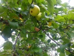 Manzanas en el árbol