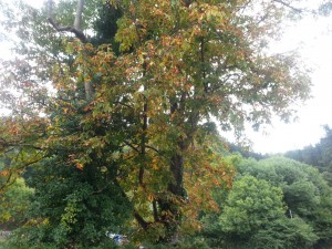 Postal: Árbol con hojas marrones al inicio del otoño
