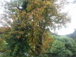 Árbol con hojas marrones al inicio del otoño