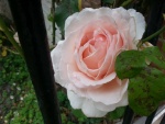 Bonita rosa en el rosal