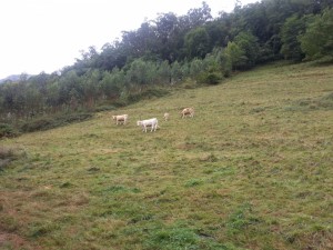 Postal: Vacas pastando en un gran prado
