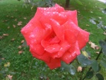 Una rosa con agua sobre sus pétalos