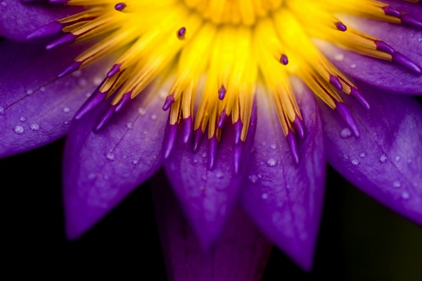 Centro amarillo y pétalos púrpura de una flor