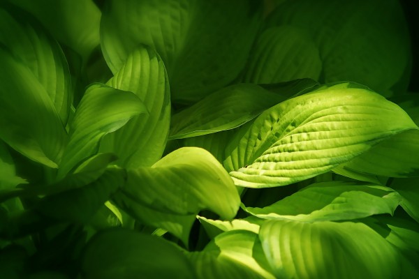 Grandes hojas verdes de una planta