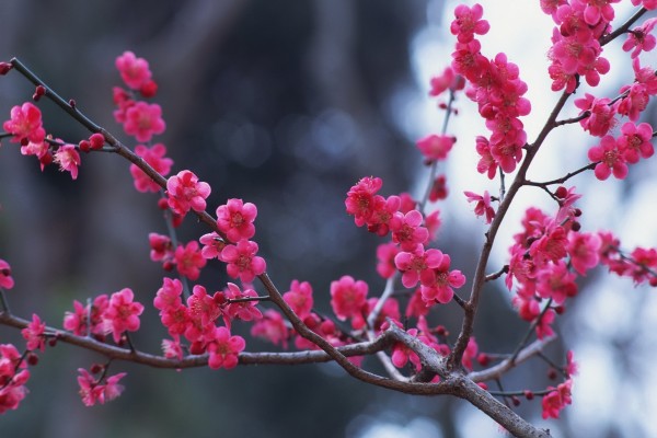 Ramas de un árbol con abundantes florecillas rosas