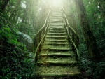 Escaleras en un bosque verde