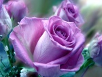 Rosas de un bonito color lila