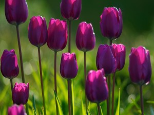 Postal: Tulipanes fucsias iluminados por el sol