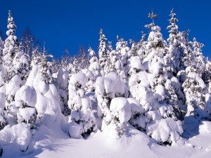 Postal: Nieve cubriendo los pinos