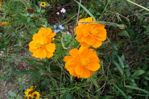 Flores naranjas entre plantas y otras pequeñas flores